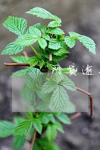 网贷逾期怎么贷大额 网贷逾期怎么贷大额