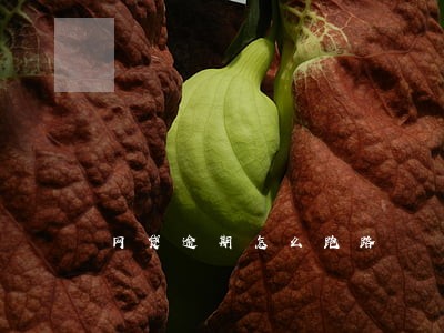 网贷逾期怎么跑路 网贷逾期怎么跑路