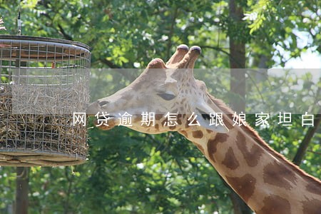 网贷逾期怎么跟娘家坦白 网贷逾期怎么跟娘家坦白