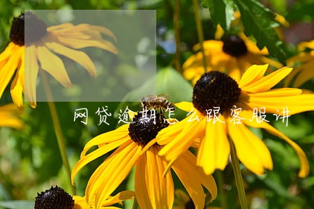 网贷逾期怎么跟客服讲 网贷逾期怎么跟客服讲