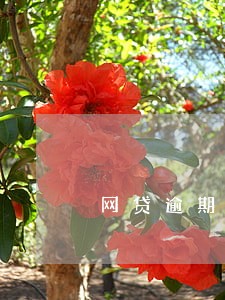 网贷逾期怎么还