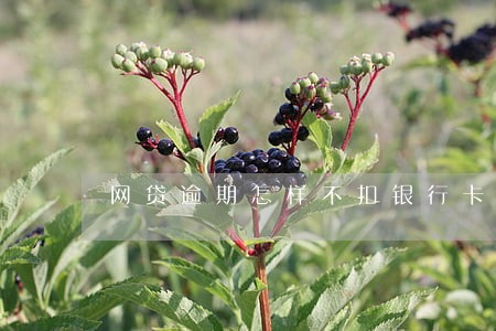 网贷逾期怎样不扣银行卡里的钱 网贷逾期怎样不扣银行卡里的钱