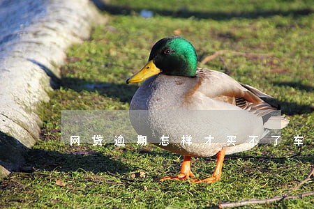 网贷逾期怎样才买不了车