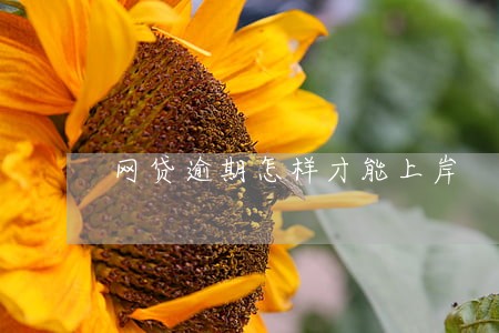 网贷逾期怎样才能上岸 网贷逾期怎样才能上岸