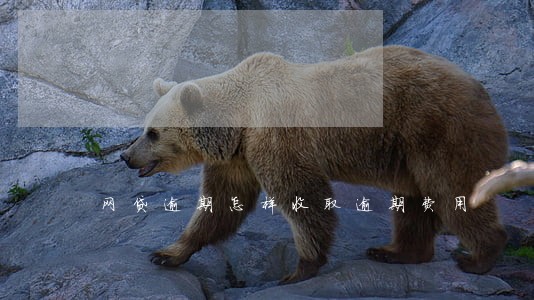 网贷逾期怎样收取逾期费用 网贷逾期怎样收取逾期费用