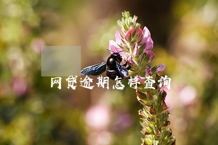 网贷逾期怎样查询 网贷逾期怎样查询