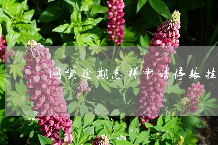网贷逾期怎样申请停账挂息 网贷逾期怎样申请停账挂息