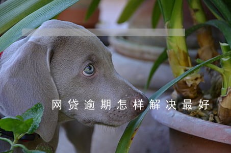 网贷逾期怎样解决最好 网贷逾期怎样解决最好