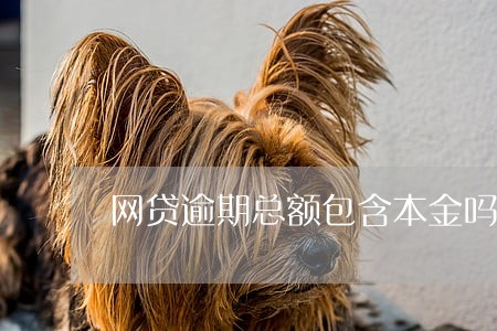 网贷逾期总额包含本金吗 网贷逾期总额包含本金吗