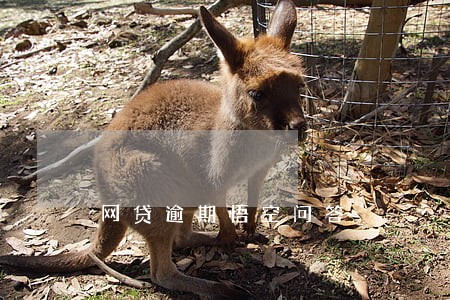 网贷逾期悟空问答 网贷逾期悟空问答