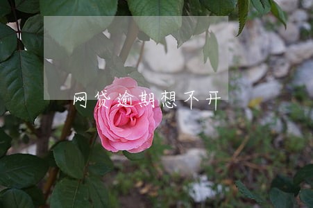 网贷逾期想不开 网贷逾期想不开