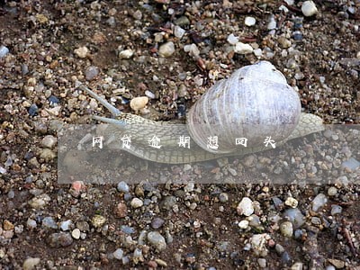 网贷逾期想回头
