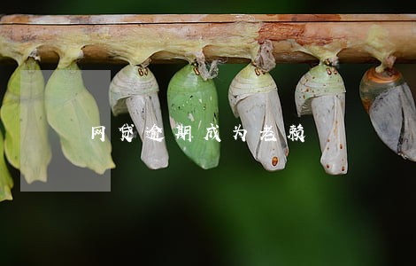 网贷逾期成为老赖 网贷逾期成为老赖