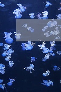 网贷逾期成了黑户能解除吗 网贷逾期成了黑户能解除吗
