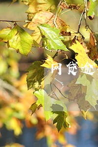 网贷逾期成呆账了怎么处理 网贷逾期成呆账了怎么处理