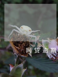 网贷逾期成呆账可以买车吗 网贷逾期成呆账可以买车吗