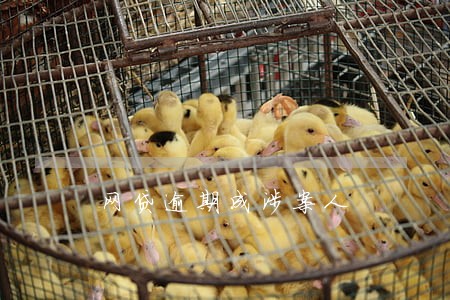 网贷逾期成涉案人 网贷逾期成涉案人