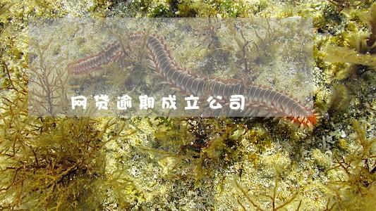 网贷逾期成立公司 网贷逾期成立公司