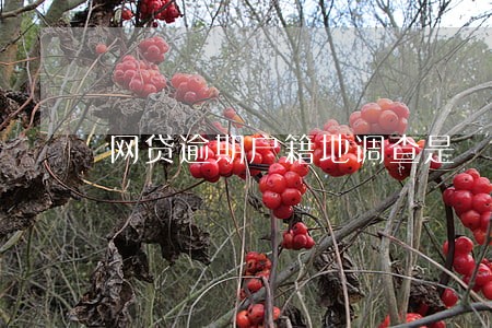 网贷逾期户籍地调查是 网贷逾期户籍地调查是