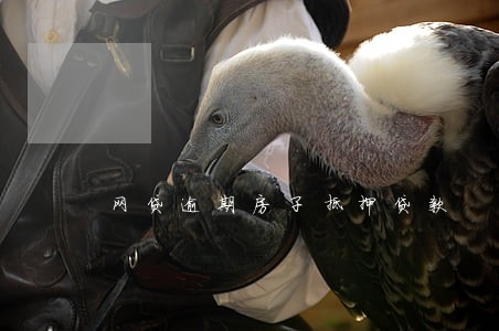 网贷逾期房子抵押贷款 网贷逾期房子抵押贷款
