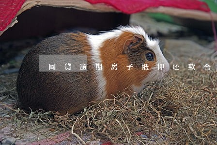 网贷逾期房子抵押还款合适吗 网贷逾期房子抵押还款合适吗