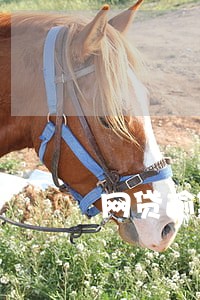 网贷逾期房贷能下吗 网贷逾期房贷能下吗
