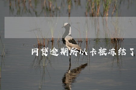 网贷逾期所以卡被冻结了怎么办 网贷逾期所以卡被冻结了怎么办