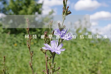 网贷逾期所有的信用卡冻结 网贷逾期所有的信用卡冻结