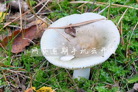 网贷逾期手机云开庭 网贷逾期手机云开庭