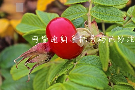网贷逾期手机号码已经注销 网贷逾期手机号码已经注销