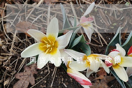 网贷逾期手机号码被锁 网贷逾期手机号码被锁