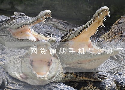 网贷逾期手机号过期了 网贷逾期手机号过期了