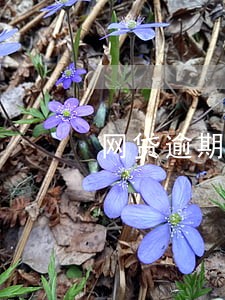 网贷逾期手机号还要充值吗 网贷逾期手机号还要充值吗