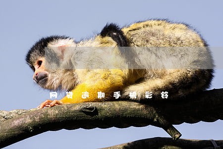 网贷逾期手机彩铃 网贷逾期手机彩铃
