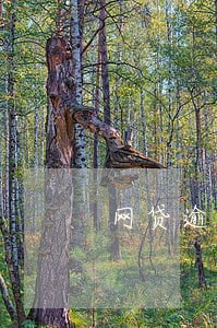 网贷逾期手机都不敢开怎么办 网贷逾期手机都不敢开怎么办