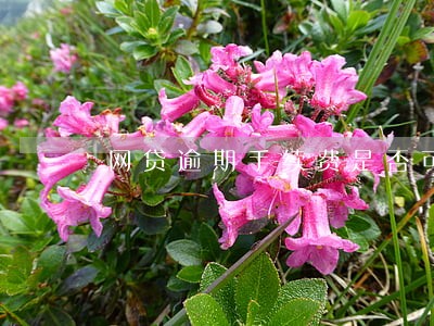 网贷逾期手续费是否可以免除