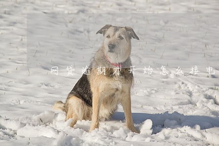 网贷逾期才开始怎么接电话 网贷逾期才开始怎么接电话