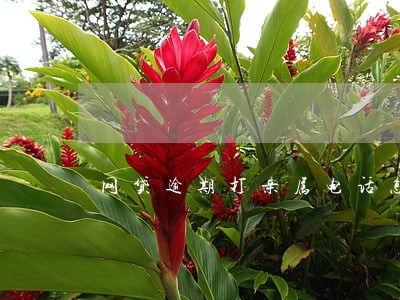 网贷逾期打亲属电话怎么处理 网贷逾期打亲属电话怎么处理