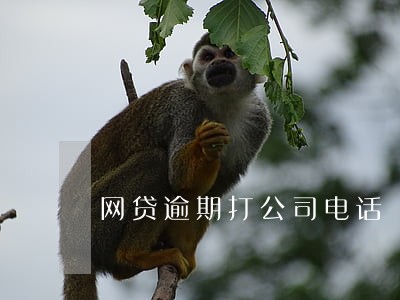 网贷逾期打公司电话 网贷逾期打公司电话