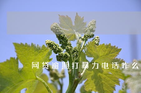网贷逾期打暴力电话咋么办
