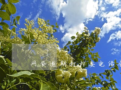 网贷逾期打村委电话合法吗 网贷逾期打村委电话合法吗