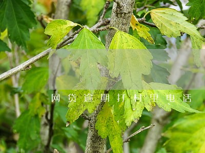 网贷逾期打村里电话 网贷逾期打村里电话
