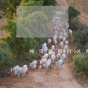 网贷逾期打父母电话 网贷逾期打父母电话