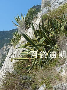 网贷逾期打电话哪条法律 网贷逾期打电话哪条法律