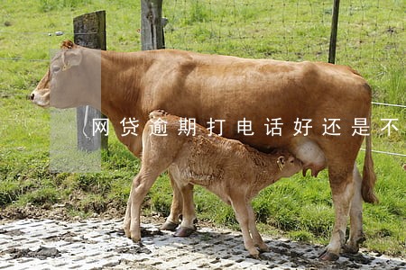 网贷逾期打电话好还是不接 网贷逾期打电话好还是不接
