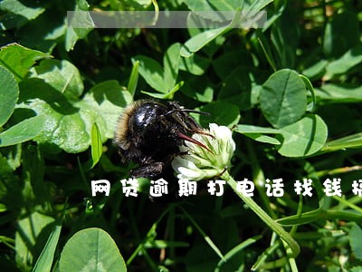 网贷逾期打电话找钱搞笑视频