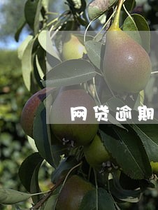 网贷逾期打电话现在不打了 网贷逾期打电话现在不打了