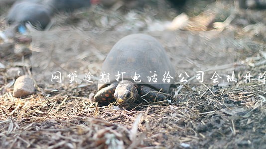 网贷逾期打电话给公司会被开除吗 网贷逾期打电话给公司会被开除吗