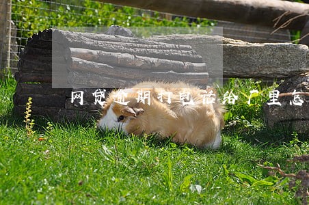 网贷逾期打电话给厂里怎么办