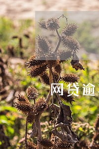 网贷逾期打电话给我 网贷逾期打电话给我
